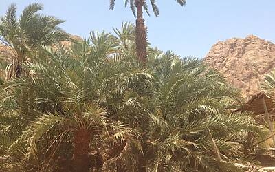 TRAIL RUNNING DESERTO DEL SINAI TEST NIKE FUELBAND ADIDAS ENERGY BOOST XBIONIC SOCKS XITANIT BANDANA TROPICALE AQABA DAHAB SHARM EL SHEIK 121