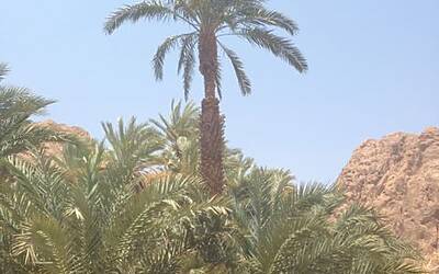 TRAIL RUNNING DESERTO DEL SINAI TEST NIKE FUELBAND ADIDAS ENERGY BOOST XBIONIC SOCKS XITANIT BANDANA TROPICALE AQABA DAHAB SHARM EL SHEIK 122