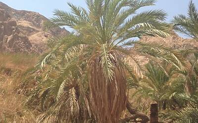 TRAIL RUNNING DESERTO DEL SINAI TEST NIKE FUELBAND ADIDAS ENERGY BOOST XBIONIC SOCKS XITANIT BANDANA TROPICALE AQABA DAHAB SHARM EL SHEIK 123