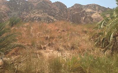 TRAIL RUNNING DESERTO DEL SINAI TEST NIKE FUELBAND ADIDAS ENERGY BOOST XBIONIC SOCKS XITANIT BANDANA TROPICALE AQABA DAHAB SHARM EL SHEIK 124