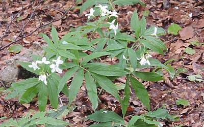 I RAGNI DI LECCO INSIEME AD ADIDAS EYEWEAR OCCHIALI PER LO SPORT NEL RIFUGIO CARLO PORTA DEI PIANI DEI RESINELLI A BALLABIO LECCO 006
