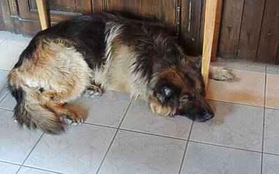 I RAGNI DI LECCO INSIEME AD ADIDAS EYEWEAR OCCHIALI PER LO SPORT NEL RIFUGIO CARLO PORTA DEI PIANI DEI RESINELLI A BALLABIO LECCO 105