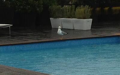 kugadrive @forditalia @BnlPeople ibi13 @intebnlditalia LA PRESENTAZIONE DEI NUOVI SUV SMART UTILITY VEHICLE DI FORD KUGA ECOBOOST AGLI INTERNAZIONALI BNL DI TENNIS AL FORO ITALICO DI ROMA michele ficara manganelli Assodigitale Test Drive 160