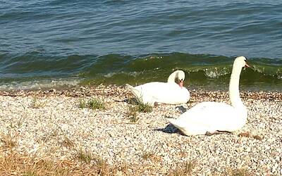 I MIGLIORI PERCORSI DI RUNNING IN ITALIA SCELTI DA MICHELE FICARA MANGANELLI CORRENDO SUL LATO SUD DEL LAGO DI GARDA A PESCHIERA DEL GARDA MISTO TRA STERRATO TERRA E ASFALTO DOOR TO TRAIL 025