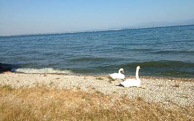 I MIGLIORI PERCORSI DI RUNNING IN ITALIA SCELTI DA MICHELE FICARA MANGANELLI CORRENDO SUL LATO SUD DEL LAGO DI GARDA A PESCHIERA DEL GARDA MISTO TRA STERRATO TERRA E ASFALTO DOOR TO TRAIL 026