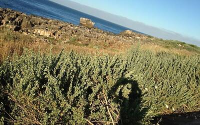 RUNNING IN CASCAIS NEAR LISBOA Lisbona ATLANTIC OCEAN SEA INTERNATIONAL PRESENTATION OF NEW CITROEN C4 PICASSO RUN CORSA TEST WITH BROOKS PURE NIKE FUEL BAND XBIONIC SOCKS XBS PERFORMANCE SALOMON EXO 10