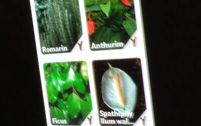 Connettere le piante ad internet con Parrot Flower Power il primo sensore wireless intelligente dotato di tecnologia Bluetooth Smart 06