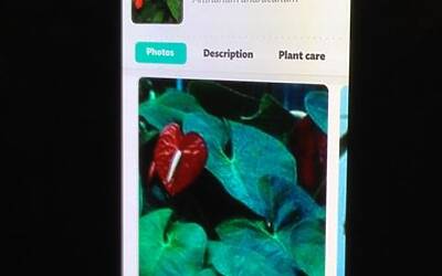 Connettere le piante ad internet con Parrot Flower Power il primo sensore wireless intelligente dotato di tecnologia Bluetooth Smart 11