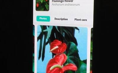 Connettere le piante ad internet con Parrot Flower Power il primo sensore wireless intelligente dotato di tecnologia Bluetooth Smart 12
