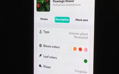 Connettere le piante ad internet con Parrot Flower Power il primo sensore wireless intelligente dotato di tecnologia Bluetooth Smart 14