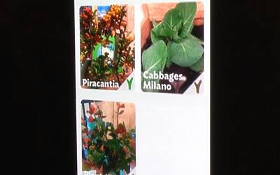 Connettere le piante ad internet con Parrot Flower Power il primo sensore wireless intelligente dotato di tecnologia Bluetooth Smart 17