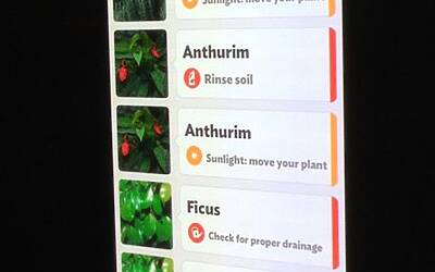 Connettere le piante ad internet con Parrot Flower Power il primo sensore wireless intelligente dotato di tecnologia Bluetooth Smart 30