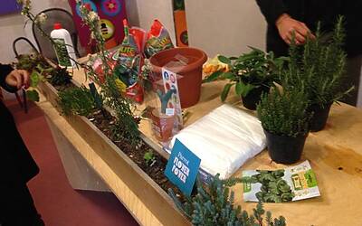 Connettere le piante ad internet con Parrot Flower Power il primo sensore wireless intelligente dotato di tecnologia Bluetooth Smart 33