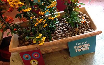 Connettere le piante ad internet con Parrot Flower Power il primo sensore wireless intelligente dotato di tecnologia Bluetooth Smart 37