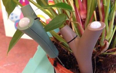 Connettere le piante ad internet con Parrot Flower Power il primo sensore wireless intelligente dotato di tecnologia Bluetooth Smart 41