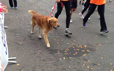 deejay ten milano 2013 le foto ed i video migliori non ufficiali della Deejay Ten milano 2013 guarda se ci sei anche tu tra i partecipanti alla corsa divertente di milano insieme a Radio Deejay e Linus 27