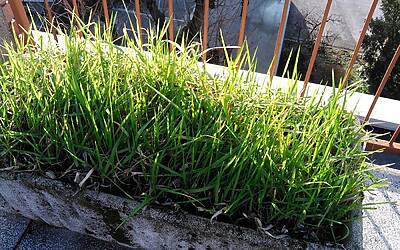 foto Vodafone Smart 4G 10