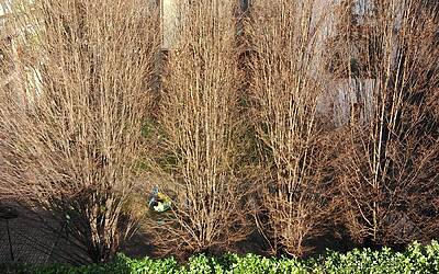 foto Vodafone Smart 4G 8