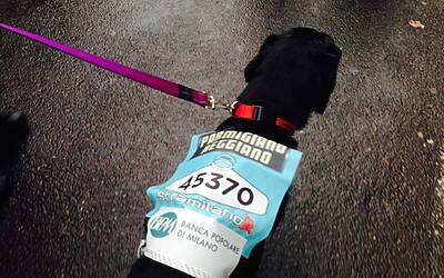 stramilano 2014 le foto ed i video della corsa piu popolare di milano 122