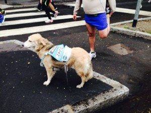 stramilano 2014 le foto ed i video della corsa piu popolare di milano 146