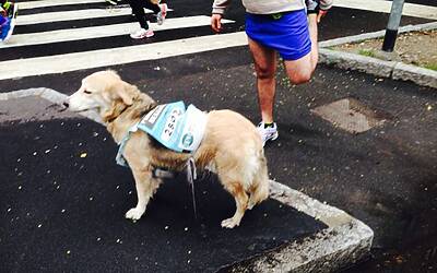 stramilano 2014 le foto ed i video della corsa piu popolare di milano 146