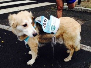 stramilano 2014 le foto ed i video della corsa piu popolare di milano 147