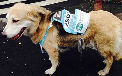 stramilano 2014 le foto ed i video della corsa piu popolare di milano 149