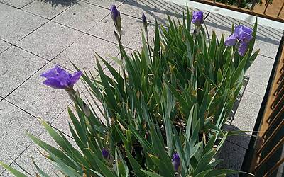 Htc One Max UltraPixel fotocamera 19