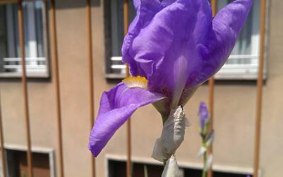 Htc One Max UltraPixel fotocamera 20