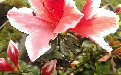 Htc One Max UltraPixel fotocamera 28