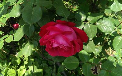 Htc One Max UltraPixel fotocamera 3