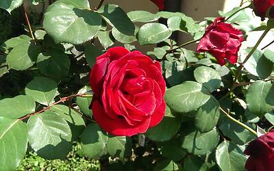 Htc One Max UltraPixel fotocamera 6