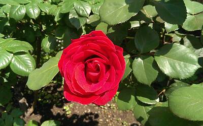 Htc One Max UltraPixel fotocamera 9