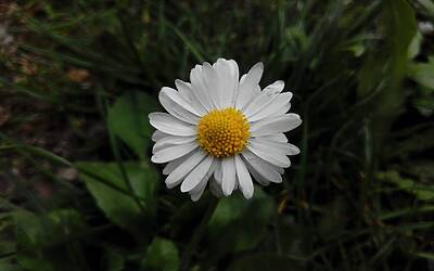 Wiko Darkfull fotocamera 28