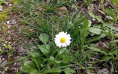 Wiko Darkfull fotocamera 29