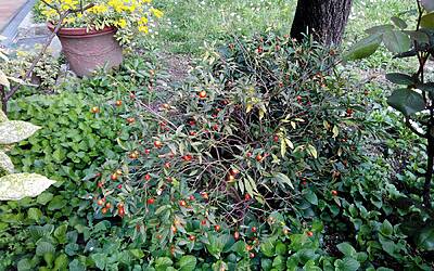 Wiko Darkfull fotocamera 33