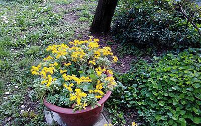 Wiko Darkfull fotocamera 35