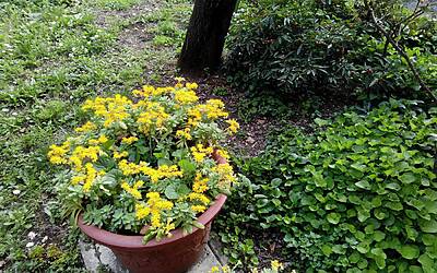 Wiko Darkfull fotocamera 36