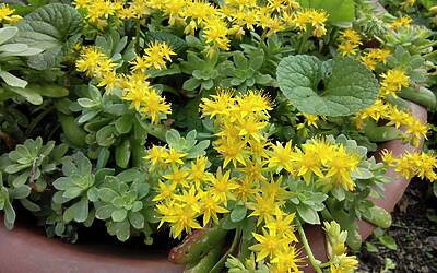 Wiko Darkfull fotocamera 37