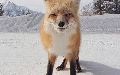 iPhone Photography Awards 2014 1 animali