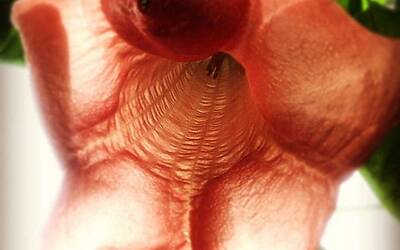 iPhone Photography Awards 2014 1 fiori