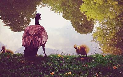 iPhone Photography Awards 2014 2 animali