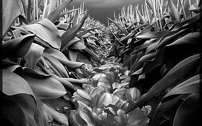 iPhone Photography Awards 2014 2 fiori