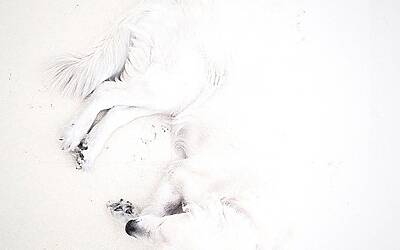 iPhone Photography Awards 2014 3 animali