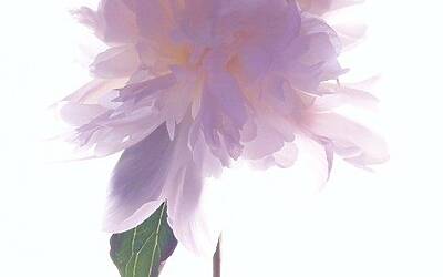 iPhone Photography Awards 2014 3 fiori