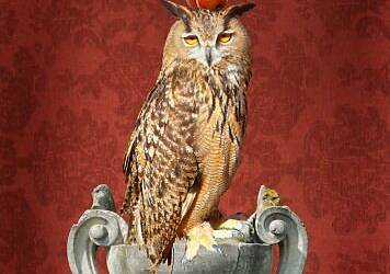 Adriana Glaviano arte4