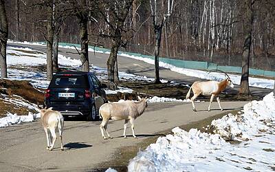 Mercedes electric day 48 35 Medium