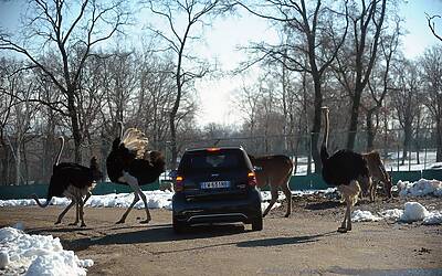 Mercedes electric day 48 38 Medium