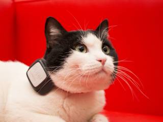 non perdere tuo animale kippy vodafone