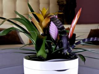 Parrot POT Il vaso smart che annaffia le piante al tuo posto